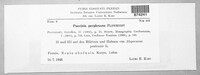 Puccinia recondita image